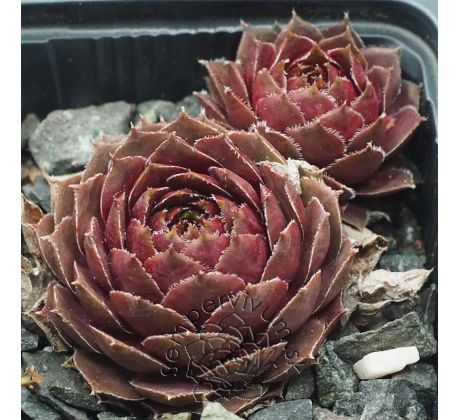 Sempervivum SKROCKI`S BRONZE