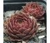Sempervivum SKROCKI`S BRONZE