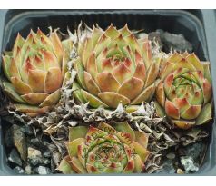 Sempervivum SILVERINE