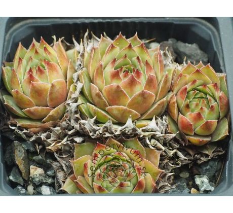 Sempervivum SILVERINE