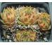 Sempervivum SILVERINE