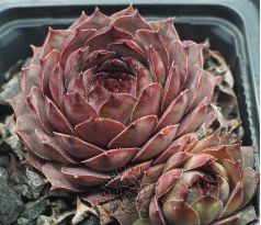 Sempervivum SHANNON