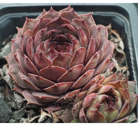 Sempervivum SHANNON