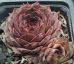 Sempervivum SHANNON