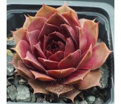 Sempervivum SCARLET VARIETY