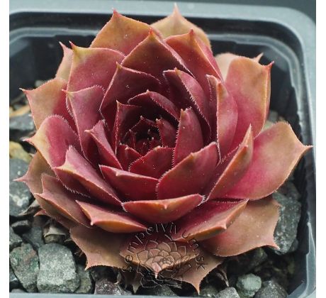 Sempervivum SCARLET VARIETY