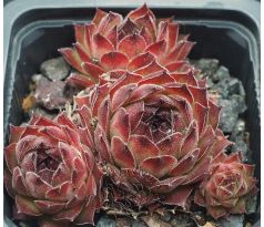 Sempervivum SMOKEY