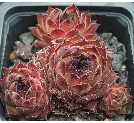 Sempervivum SMOKEY