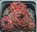 Sempervivum SMOKEY
