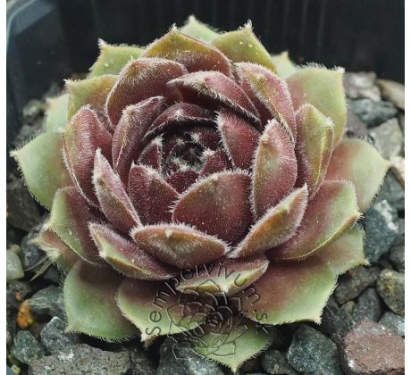 Sempervivum SKROCKI`S OFFSHOOT