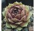 Sempervivum SKROCKI`S OFFSHOOT