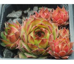 Sempervivum SILVERTONE