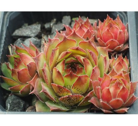Sempervivum SILVERTONE