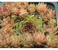 Sempervivum CLASSIC ROCK