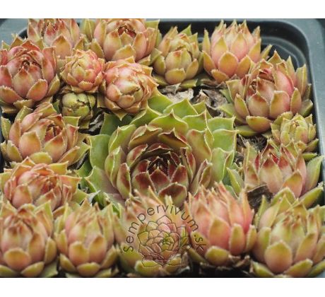Sempervivum CLASSIC ROCK