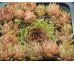 Sempervivum CLASSIC ROCK