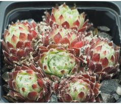 Sempervivum SHIRLEY`S JOY