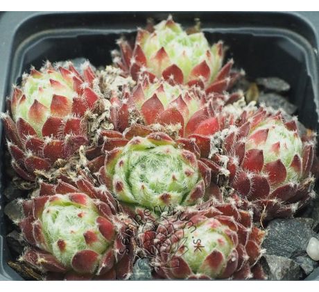 Sempervivum SHIRLEY`S JOY