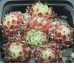 Sempervivum SHIRLEY`S JOY