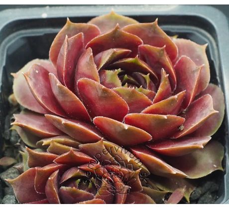 Sempervivum WICHITA