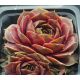Sempervivum WICHITA