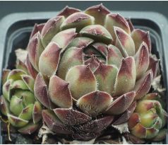 Sempervivum SEMINOLE