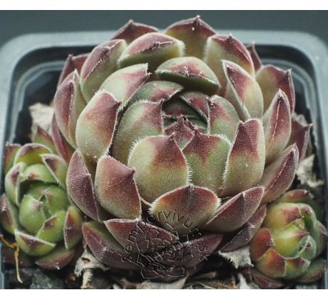 Sempervivum SEMINOLE
