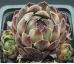 Sempervivum SEMINOLE