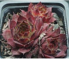 Sempervivum TECK