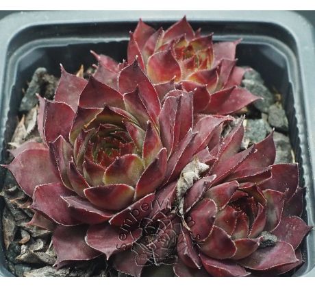 Sempervivum TECK