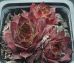 Sempervivum TECK