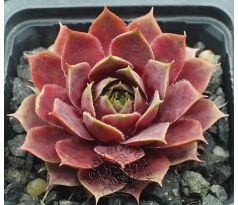 Sempervivum VIOLETTA