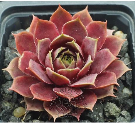 Sempervivum VIOLETTA