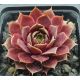 Sempervivum VIOLETTA