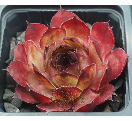 Sempervivum SYLVIA
