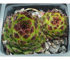 Sempervivum BLACKTOP