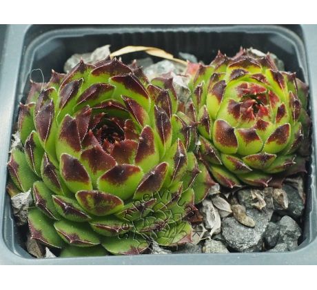 Sempervivum BLACKTOP