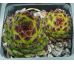 Sempervivum BLACKTOP