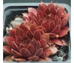 Sempervivum VALIRA