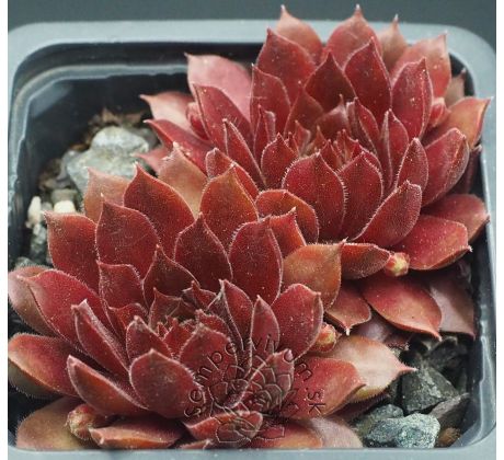 Sempervivum VALIRA