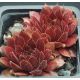 Sempervivum VALIRA