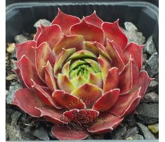 Sempervivum TAKUTI