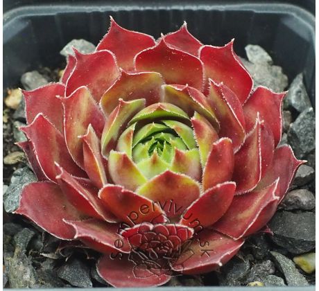 Sempervivum TAKUTI