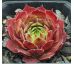 Sempervivum TAKUTI
