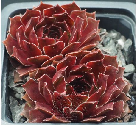 Sempervivum TINTINABULUM