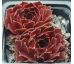 Sempervivum TINTINABULUM