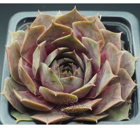 Sempervivum SURPRISE