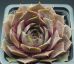 Sempervivum SURPRISE
