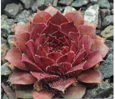 Sempervivum TINA