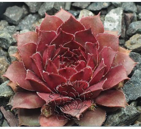 Sempervivum TINA